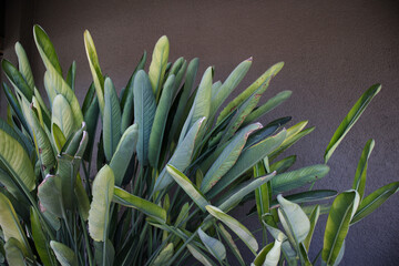 Obraz premium Leaves of a specimen of the bird of paradise plant or Strelitzia reginae