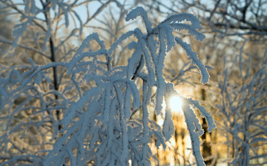 Frost on the branches