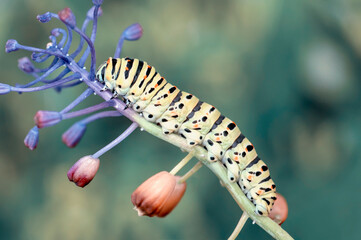 Close up   beautiful Сaterpillar of swallowtail 