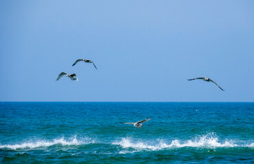 Fototapeta na wymiar Seagulls on the sea