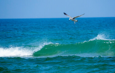 Seagull on the sea