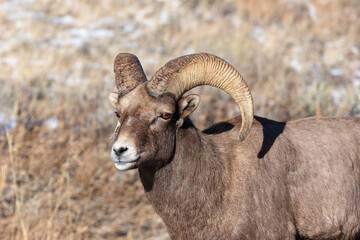 Rocky Mountain Bighorn Sheep Ram