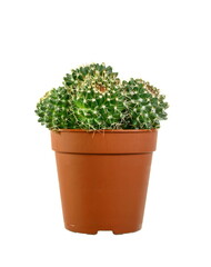 Cactus in a pot isolated on white background.