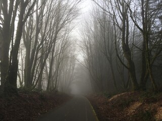 Path through misty woods.