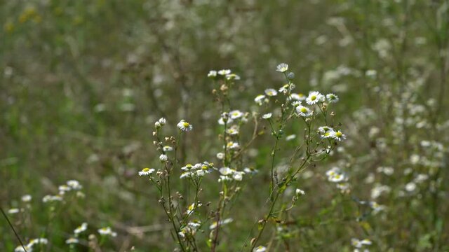 Prairie Fleabane field flowers in slight breeze (Erigeron strigosus), cutting - (4K)
