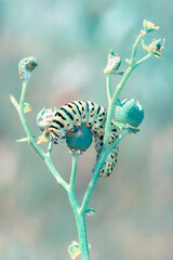 Close up   beautiful Сaterpillar of swallowtail 