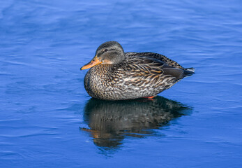 Female Mallard on Ice