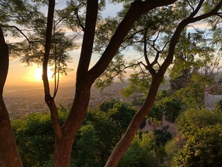 sunset in the forest