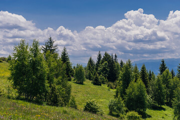 forest in the mountains