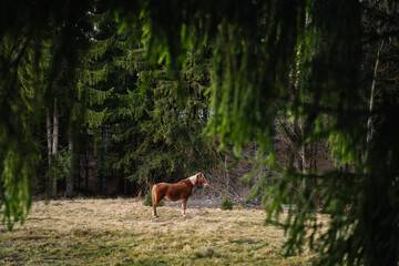 Naklejka na ściany i meble Horse in the green forest