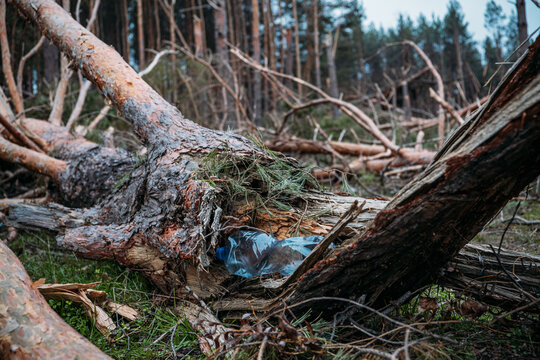Environmental issues, problems. Plastic bottle in trunk of pine fallen tree. Windfall in pine forest. Storm damage. Fallen trees in coniferous forest after strong hurricane wind