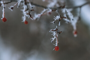 red berries in snow