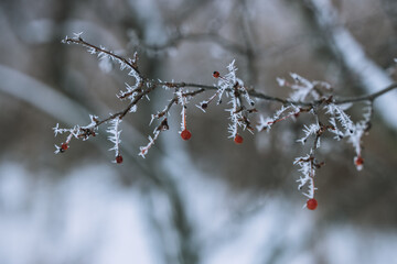 berries in snow