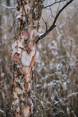 tree in winter