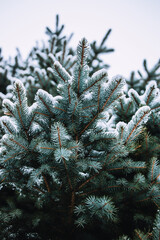 pine branches covered with snow