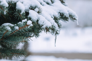 snow covered branches