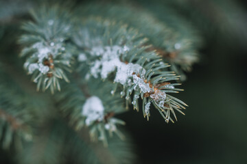 close up of pine needles