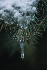 frost on a branch