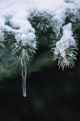 frost on branches