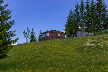 Fototapeta premium house in the woods