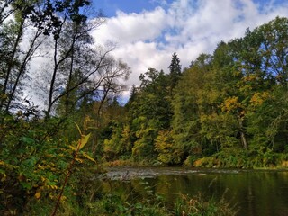 autumn in the forest