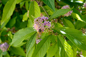 abseil pollen nature jardin