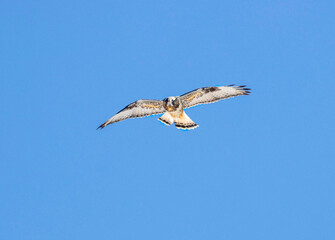 Rough Legged Hawk