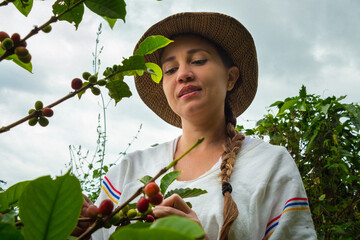 mujer campesina con sombrero cogiendo la cosecha de café maduro