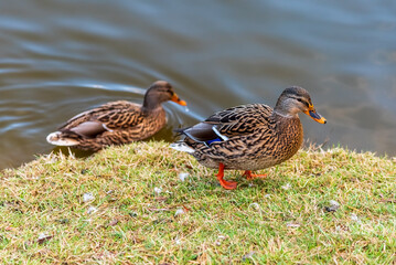 Wild ducks in the nature