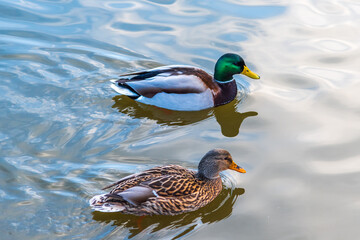 Wild ducks on the water