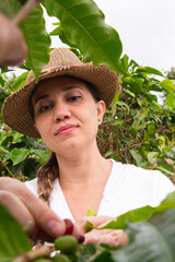 mujer campesina con sombrero cogiendo la cosecha de café maduro