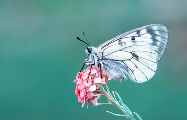 Macro shots, Beautiful nature scene. Closeup beautiful butterfly sitting on the flower in a summer garden.