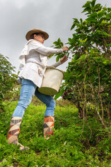 mujer campesina con sombrero cogiendo la cosecha de café maduro