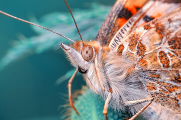 Macro shots, Beautiful nature scene. Closeup beautiful butterfly sitting on the flower in a summer garden.