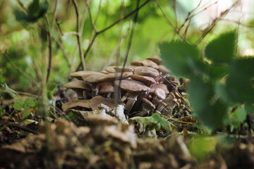 a cluster of small mushrooms