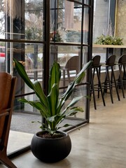 Green plants indoors