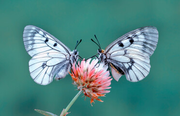 Macro shots, Beautiful nature scene. Closeup beautiful butterfly sitting on the flower in a summer garden.