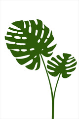 Two leaves of Monstera plant. Isolated vector illustration on white background. 