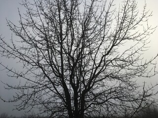 Barren tree against cold winter sky.