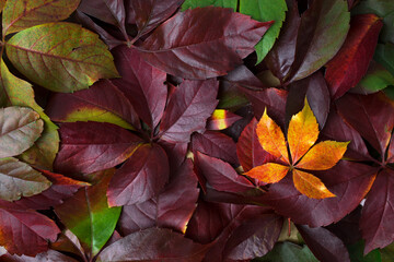 Top view of dark purple red orange autumn fall leaves foliage background.Flat lay, copy space, text...