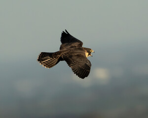 halcon peregrino