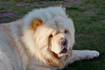 Beautiful dog chow-chow in the garden.