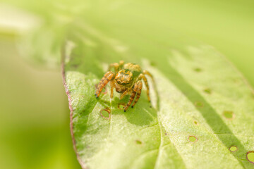 Jumping spider closeup macro 