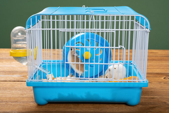 Cage With Two Small Hamsters