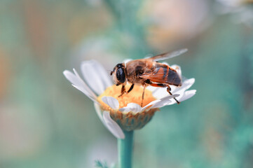 Beautiful  Bee macro in green nature 