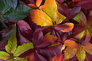 Creative layout with colorful autumn fall leaves. Flat lay. Nature concept. Copy space,overhead,top...
