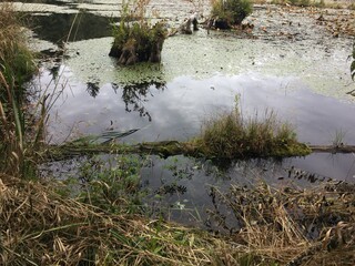 Marsh with grassy stumps sticking out.