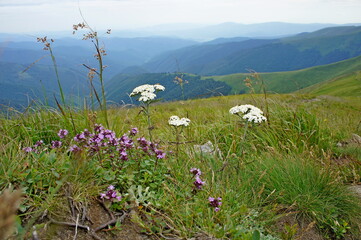 white and purple flowers high in the mountains, grass and in the distance mountain slopes covered...