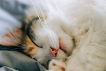 close up of a cat sleeping
