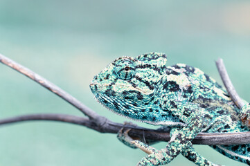 Macro shots, Beautiful nature scene green chameleon 